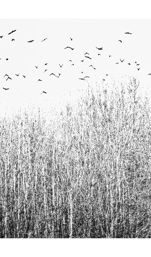Midwinter #10 Limited Edition #1/25 Fine Art Photograph of Bare Winter Trees and Birds Flying by Graham Briggs