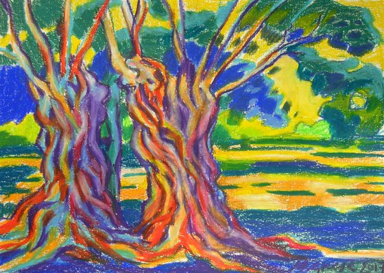 Two old olive trees