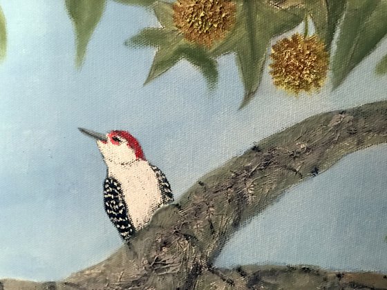WOODPECKERS ON A GUM TREE