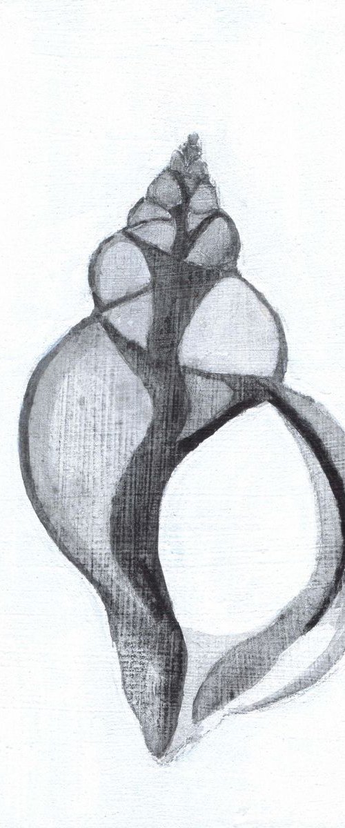 X ray Shell by Eleanore Ditchburn
