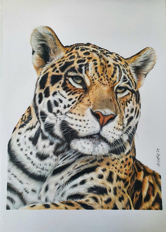 "Get in pose" Jaguar portrait - 'The last of us' wildlife-art series no. 1