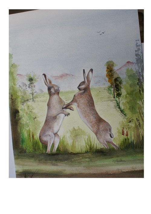 Hares boxing by Chris Pearson