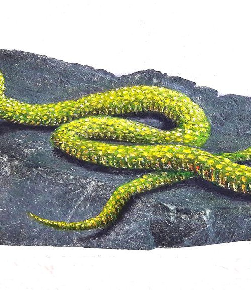 The Jolly Green Mamba by Joseph  Charman