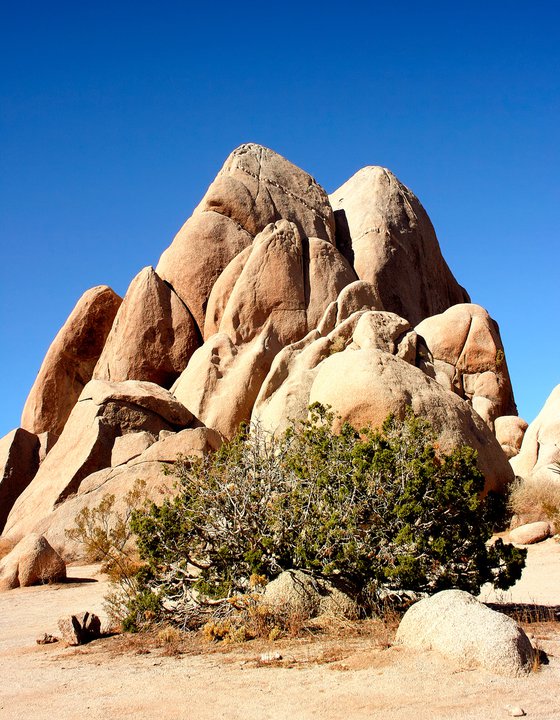 ROCK STAR Joshua Tree National Park