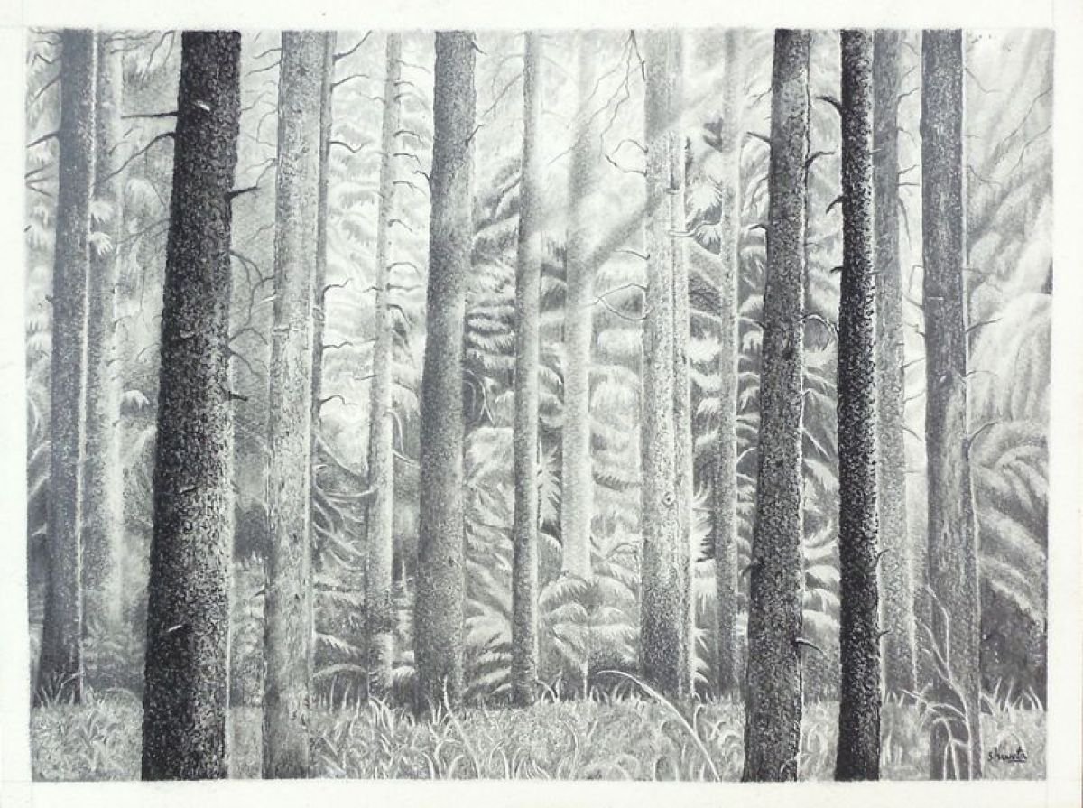Pine Tree Forest by Shweta  Mahajan