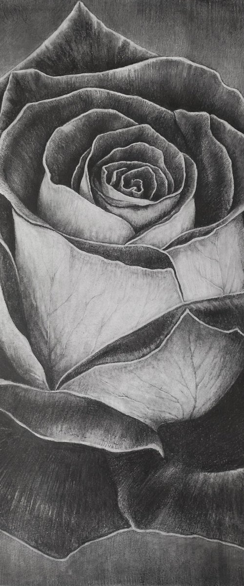 Two-Faced Rose. Graphite Flowers Series by Sergei Skachkov