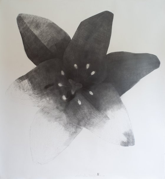 Black Lily