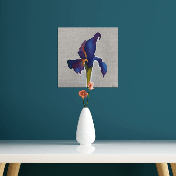 Velvet Iris