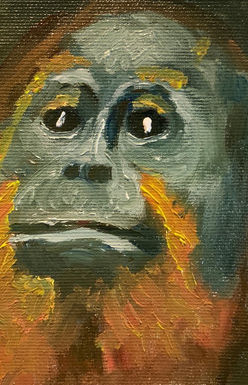 Orangutan by Ryan  Louder
