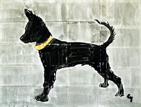 Black dog-gold collar.