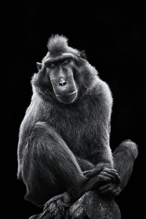 SULAWESI BLACK CRESTED MACAQUE Monkey by Paul Nash