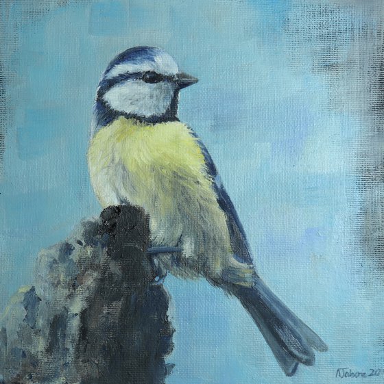 Lockdown's Morning Chorus Series - Blue Tit Triptych , Three Paintings Framed and Ready to Hang