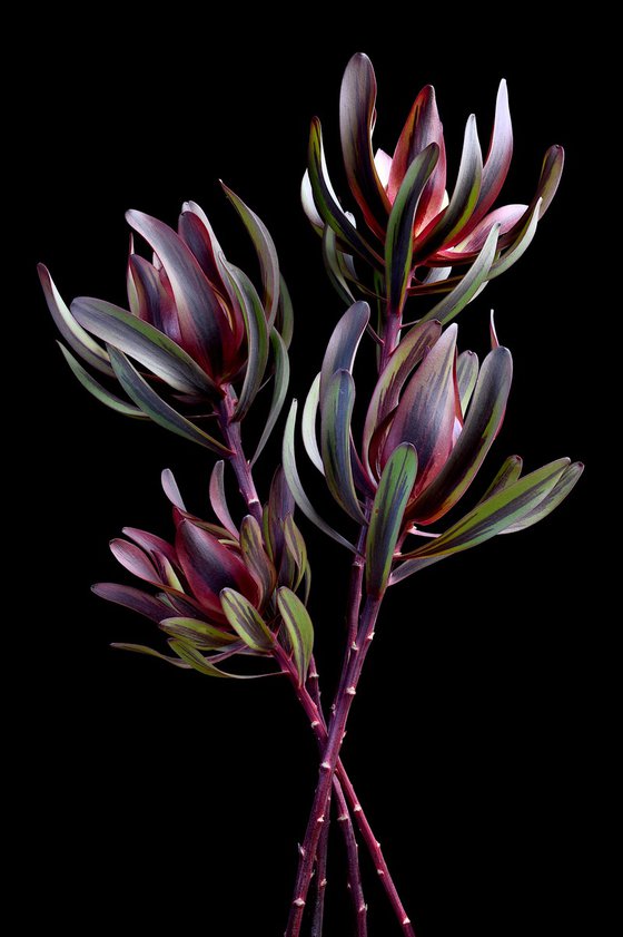 Leucadendron Salignum