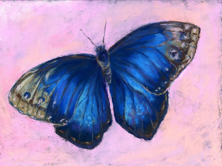 Original Soft Pastel Drawing Of Blue Morpho Butt Artfinder