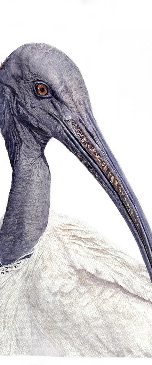 Sacred Ibis, bird portrait by Tetiana Savchenko