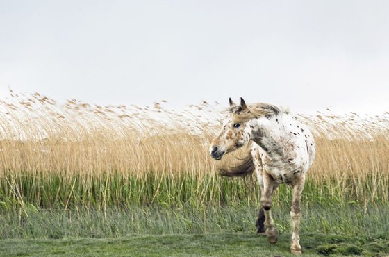 APPALOOSA IN WIND