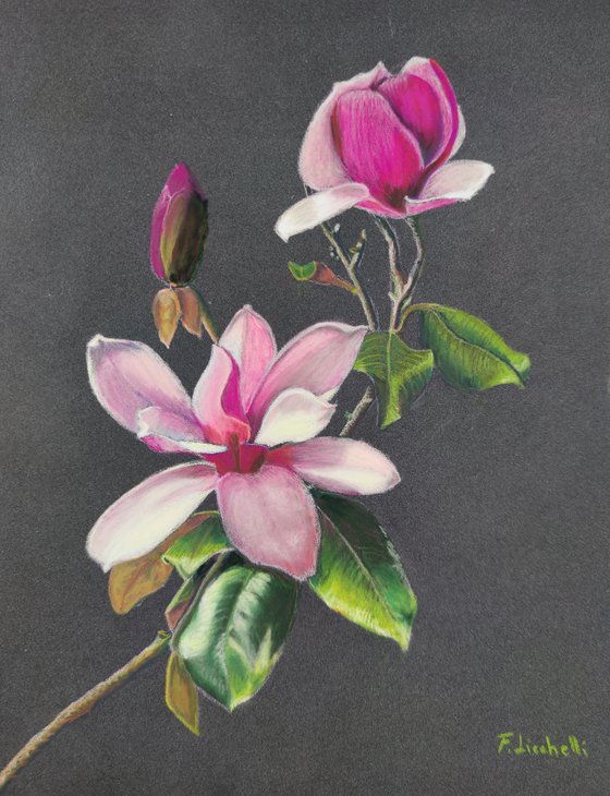 Magnolia