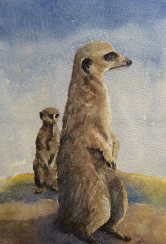 Meerkats