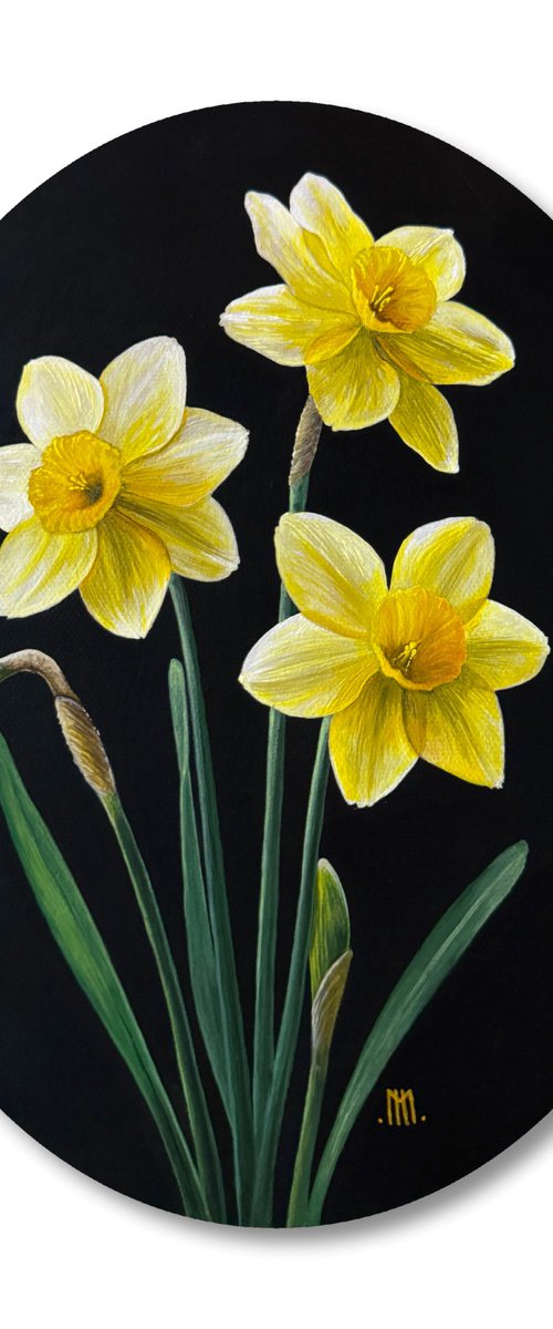 Narcissus (Daffodils) by Mason Holcomb