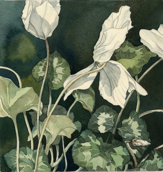 cyclamen in white watercolor
