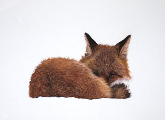 Sleeping fox in the snow