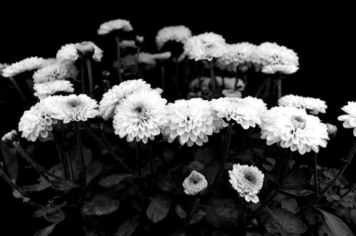 White Chrysanthemums by Sumit Mehndiratta