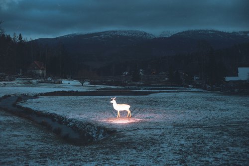 The Killing Of A Sacred Deer by Wiktor Franko