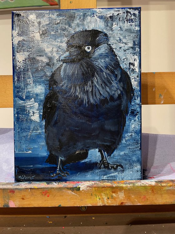 Jackdaw