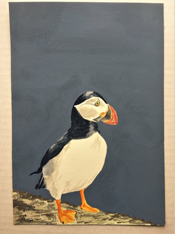 Puffin #4