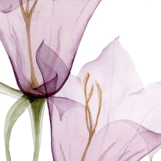 Transparent Bellflower