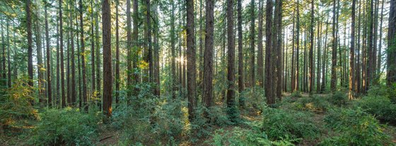 Redwood Panorama - I