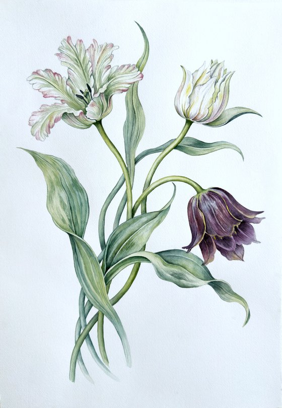 Three parrot tulips