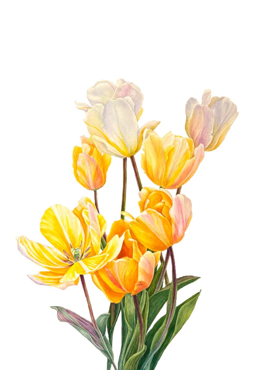 Photorealistic Botanical Watercolour By Yuliia Prokopchuk, 14 X 20", Sunlit Tulips, Original Artwork