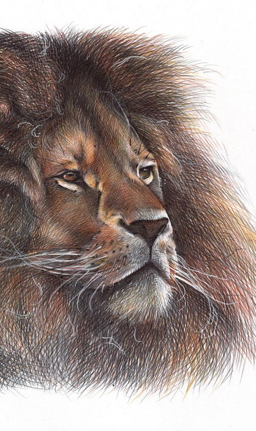 Lion - Animal Portrait by Daria Maier