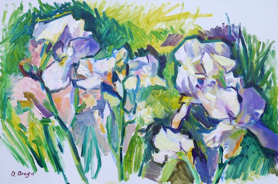 White Irises (plein air)