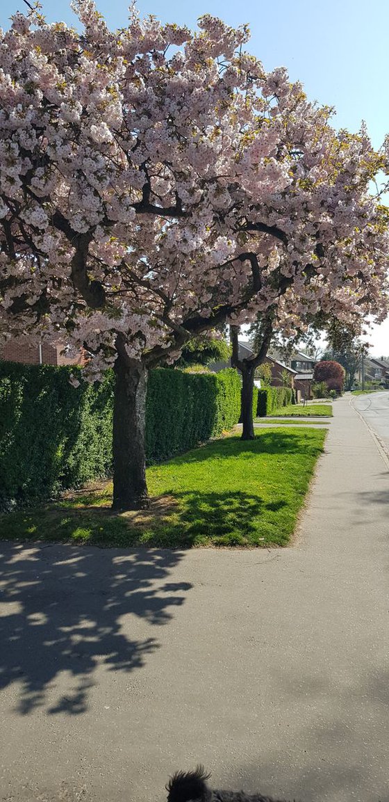 April Blossoms