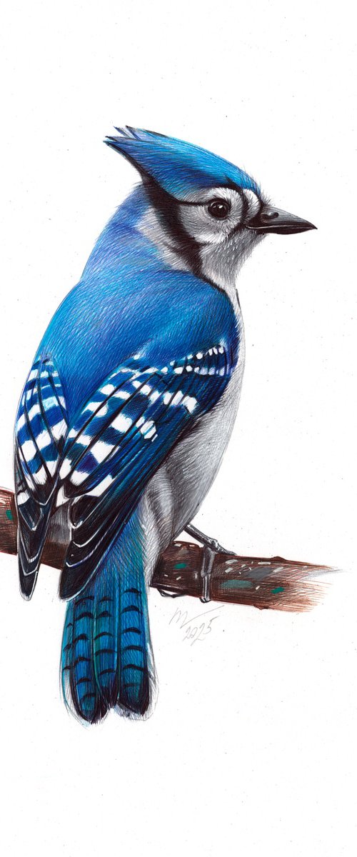 Blue Jay by Daria Maier