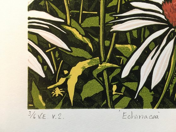 Echinacea (version 2) - small