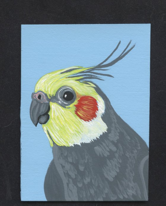 ACEO ATC Original Miniature Painting Cockatiel Parrot Pet Bird Art-Carla Smale