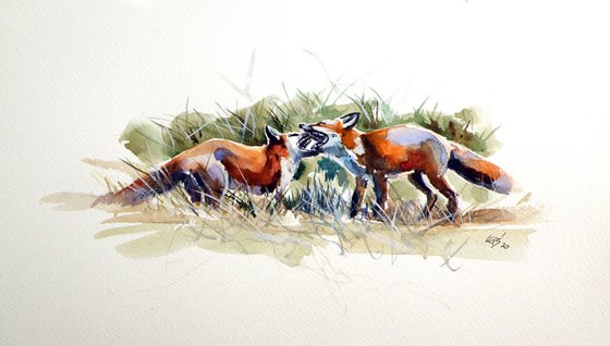 Foxes fighting