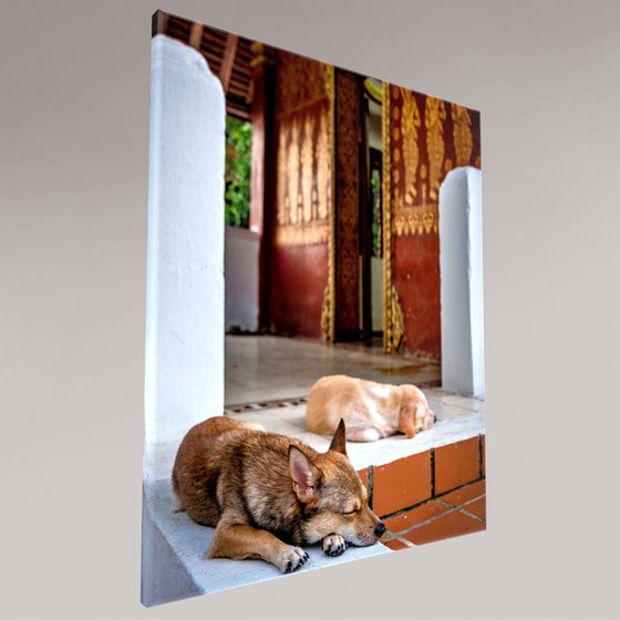 Temple Dogs of Laos No.2
