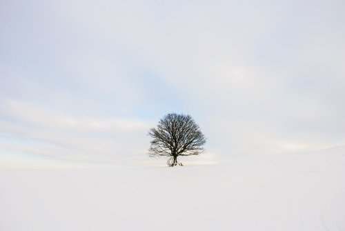 Alone in the Snow by Mark Zytynski