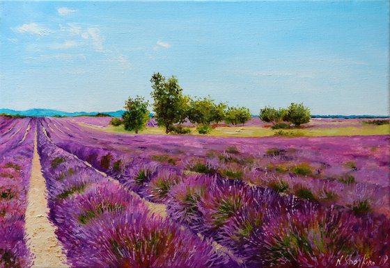 Lavender Field Morning Light