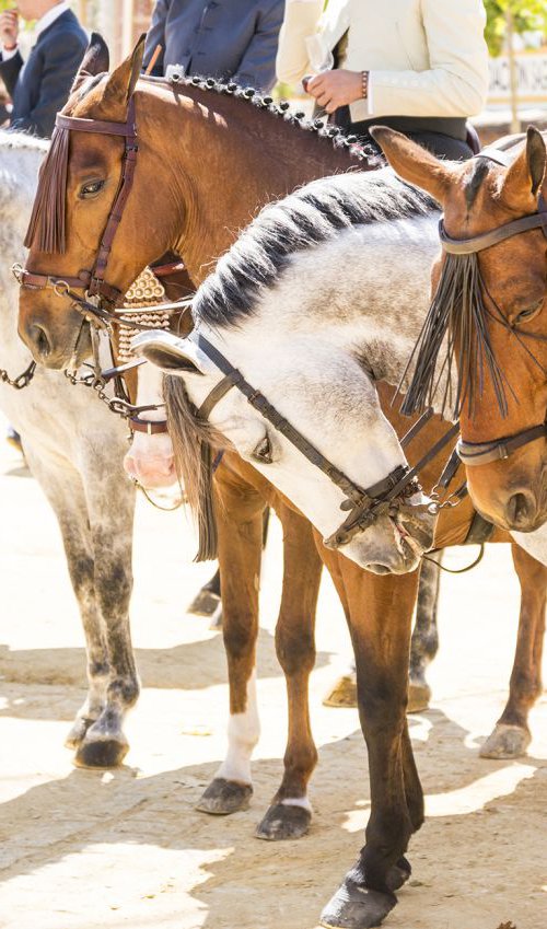 SPANISH HORSES by Andrew Lever