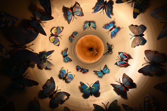 Butterfly roost