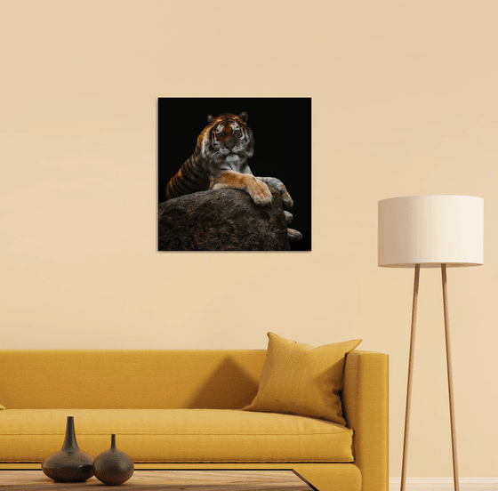 Colour Siberian Tiger relaxing