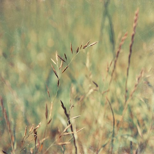 Meadow breeze by Nadia Attura