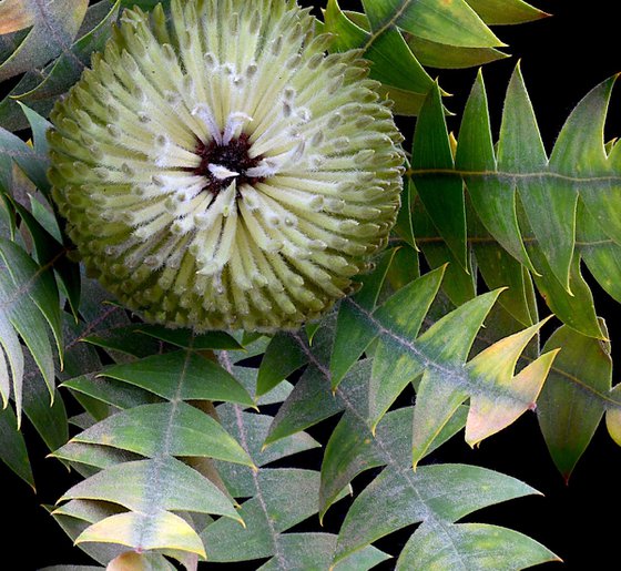 Bird's Nest Banksia