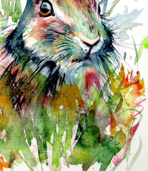 Rabbit in the grass