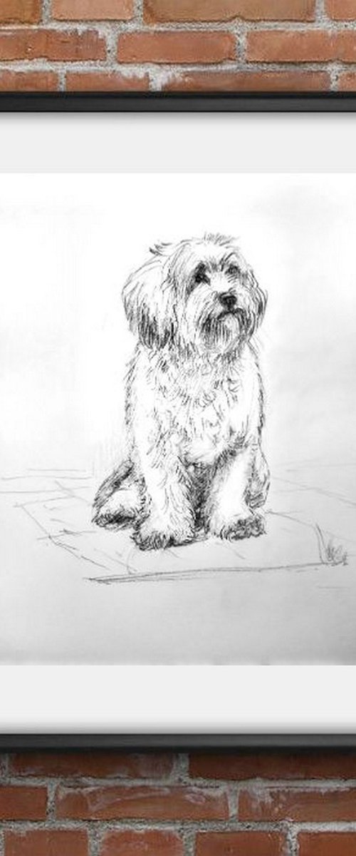 Shih Tzu dog by Asha Shenoy